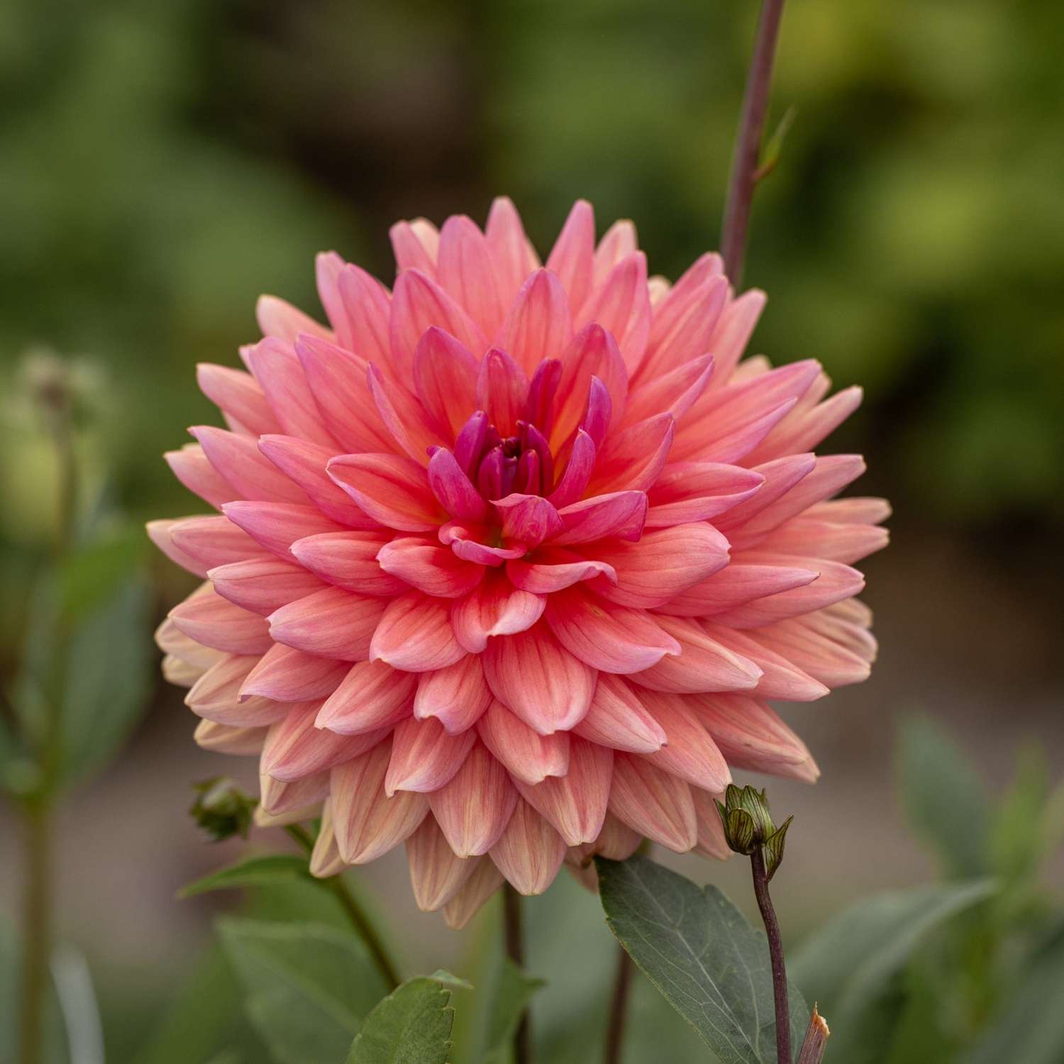 Dahlie 'Dutch Pearl'